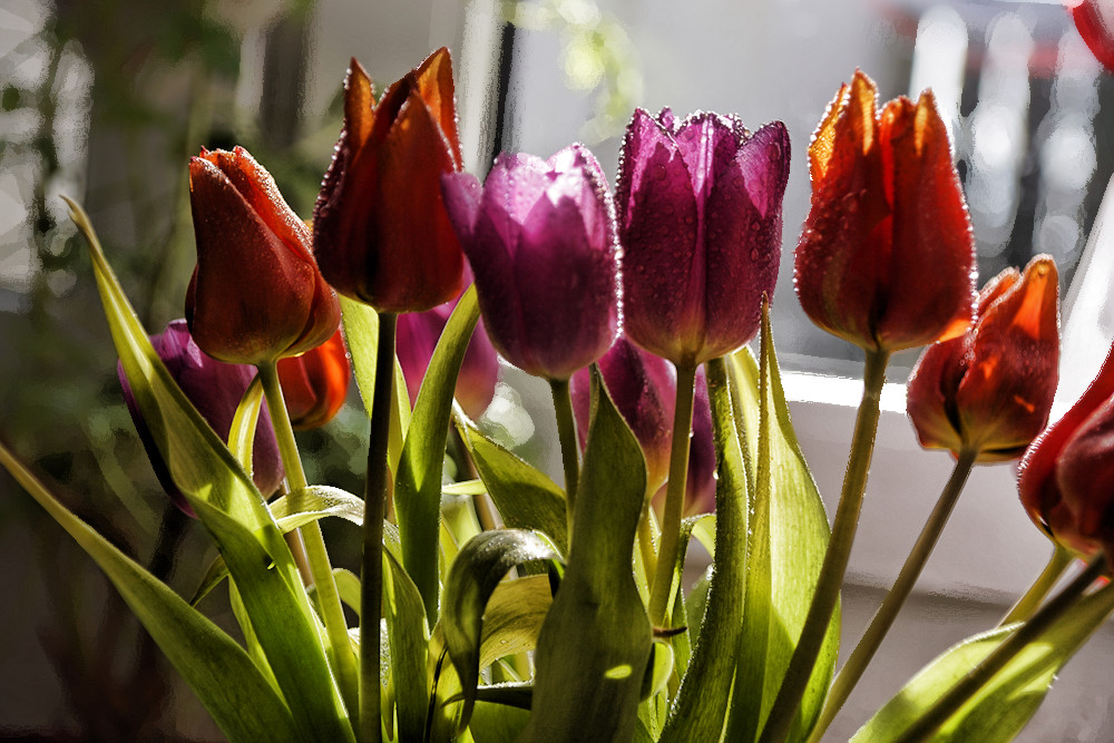 tulipany